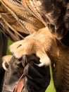 Owl claw Royalty Free Stock Photo