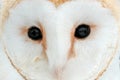 Owl close-up eye detail portrait white bird. Barn owl from Czech Republic. Detail of plumage feather with bill. Wildlife scene Royalty Free Stock Photo