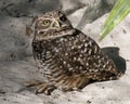 Owl photos. Picture. Image. Portrait. Close-up profile view. Burrowing Owl. Sand and foliage background