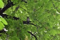 Owl Closeup, Great horned owl, Bubo virginianus in a chestnut tree with big eyes blinking and winking in Provo Utah early spring,