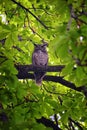 Owl Closeup, Great horned owl, Bubo virginianus in a chestnut tree with big eyes blinking and winking in Provo Utah early spring,
