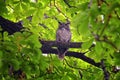 Owl Closeup, Great horned owl, Bubo virginianus in a chestnut tree with big eyes blinking and winking in Provo Utah early spring,