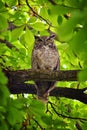 Owl Closeup, Great horned owl, Bubo virginianus in a chestnut tree with big eyes blinking and winking in Provo Utah early spring,