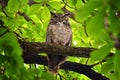 Owl Closeup, Great horned owl, Bubo virginianus in a chestnut tree with big eyes blinking and winking in Provo Utah early spring,