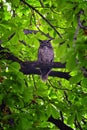 Owl Closeup, Great horned owl, Bubo virginianus in a chestnut tree with big eyes blinking and winking in Provo Utah early spring,