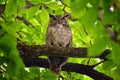 Owl Closeup, Great horned owl, Bubo virginianus in a chestnut tree with big eyes blinking and winking in Provo Utah early spring,