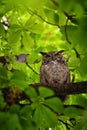 Owl Closeup, Great horned owl, Bubo virginianus in a chestnut tree with big eyes blinking and winking in Provo Utah early spring,