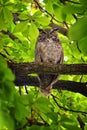 Owl Closeup, Great horned owl, Bubo virginianus in a chestnut tree with big eyes blinking and winking in Provo Utah early spring,