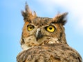 Owl - Closeup Portrait Royalty Free Stock Photo