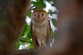 Owl from Costa Rica. Magic bird Barn owl, Tyto alba, sitting on tree branch in evening light. White bird in dark forest.