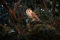 Owl from Costa Rica. Magic bird barn owl, sitting on tree branch in evening light forest. Wildlife scene.