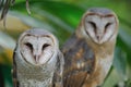 Owl couple Royalty Free Stock Photo