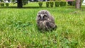 Owl cub Royalty Free Stock Photo