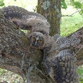 Owl cub, the power to hide in nature.  Identical colors of feathers and trees Royalty Free Stock Photo