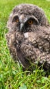 Owl cub Royalty Free Stock Photo