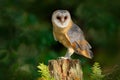 Owl in the dark forest. Barn owl, Tito alba, nice bird sitting on stone fence in forest cemetery with green fern, nice blurred lig