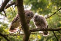 Owl of The day and a Owlet