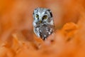 Owl, detail portrait of bird in the nature habitat, Germany. Fall wood in orange, Bird hidden in the orange leaves. Boreal owl