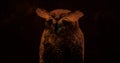 Owl digital enhanced orange colours