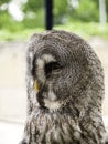 Owl on display