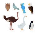 Owl Dove Blue Parrot Eagle Ostrich Goose Penguin