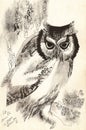 Owl dry brush drawing