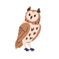 Owl, eared bird. Wild forest feathered animal. Wise horned uhu, bubo looking, staring with rotated head, funny serious