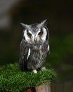 Owl eastern screech nature background Royalty Free Stock Photo