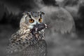 Owl eat mouse at moonlight in the spooky forest Royalty Free Stock Photo