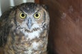 owl with enormous yellow eyes and beak in captivity Royalty Free Stock Photo