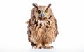 Owl Essence Unveiled on White Background Royalty Free Stock Photo