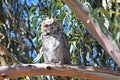 Owl in Eucalyptus Tree