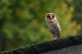 Owl in evening. Barn owl, Tyto alba, black dark form perched on old wooden fence in village. Beautiful owl with heart-shaped face