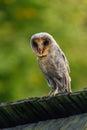 Owl in evening. Barn owl, Tyto alba, black dark form perched on old wooden fence in village. Beautiful owl with heart-shaped face Royalty Free Stock Photo