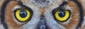 Owl eye Royalty Free Stock Photo