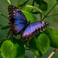 Owl Eye Butterfly Royalty Free Stock Photo