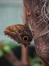 Owl eye butterfly on a tree branch Royalty Free Stock Photo