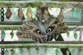 Owl-eye butterfly Royalty Free Stock Photo