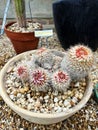Owl Eye Cactus, Mammilaria karwinski nejapensis, native to Mexico Royalty Free Stock Photo