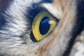 Owl eye Royalty Free Stock Photo