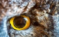 Owl eye Royalty Free Stock Photo