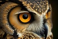 Owl eye wildlife bird of prey. Royalty Free Stock Photo