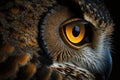 Owl eye wildlife bird of prey. Royalty Free Stock Photo