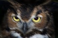 Owl Eyes Royalty Free Stock Photo