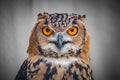 The Owl Eyes