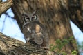 Owl eying our jeep while on safari in Africa