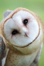 Owl face