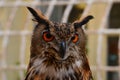 Owl face close-up