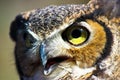 Owl face closeup