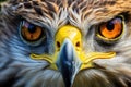 Beak feather wild portrait eye wildlife eagle prey nature bird animal Royalty Free Stock Photo